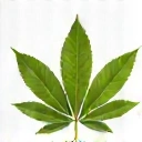 Ícone de folha verde simbolizando naturalidade
